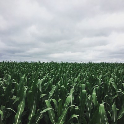 Corn Field Under Cloudy Sky