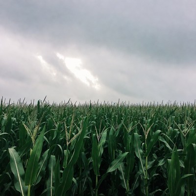 Corn Field Under Cloudy Sky