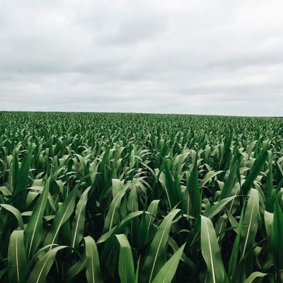 Vast Green Corn Field Under Cloudy Sky