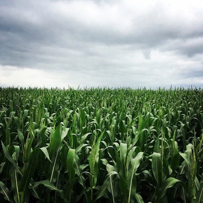 Corn Field Under Stormy Sky