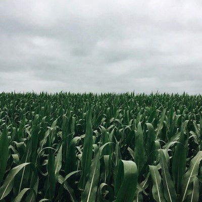 Corn Field Under Cloudy Sky