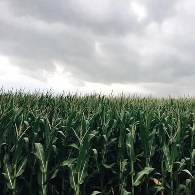 Corn Field Under Cloudy Sky