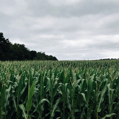 Green corn field under cloudy sky