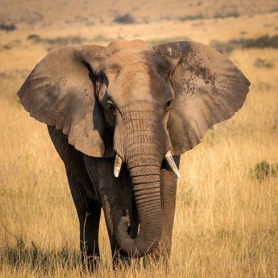 Elephant standing in savanna grassland