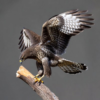 Hawk perched on branch with wings spread