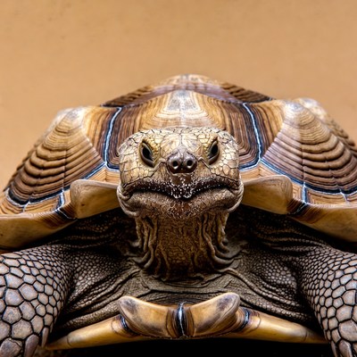 Close-up of sulcata tortoise