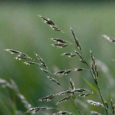 Dew-covered grass blades in field