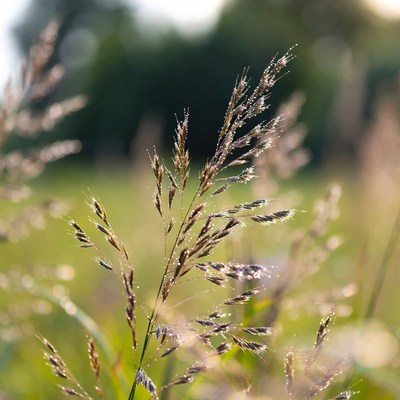 Dewy grass stalk in field