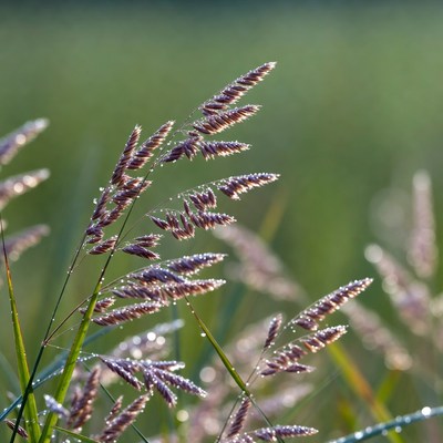 Dew-covered foxtail grass in field