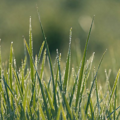 Dew-covered green grass blades