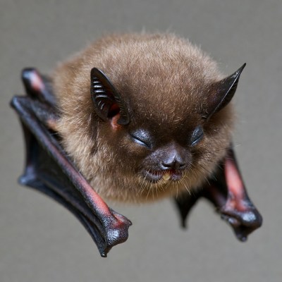 Brown bat hanging upside down