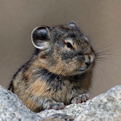 Viscacha sitting on rock