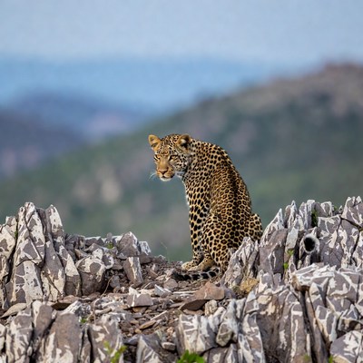 Leopard sitting on rocky outcrop