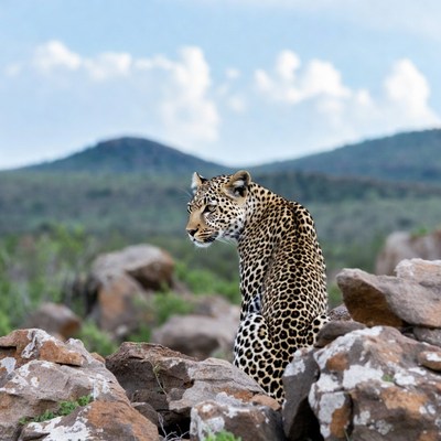 Leopard on rocks in savanna