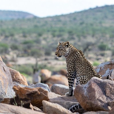 Leopard sitting on rocks