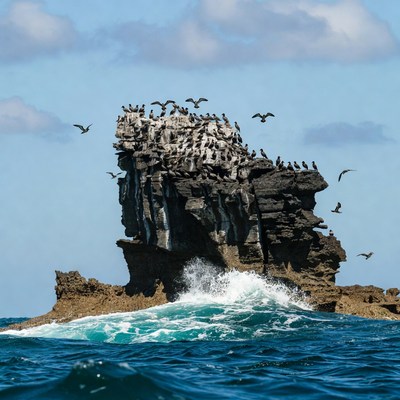 Cormorants Perched on Rocky Sea Stack