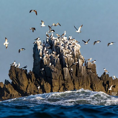 Seabirds Flock on Rocky Sea Stack