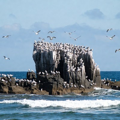 Seagulls Perched on Rocky Outcrop