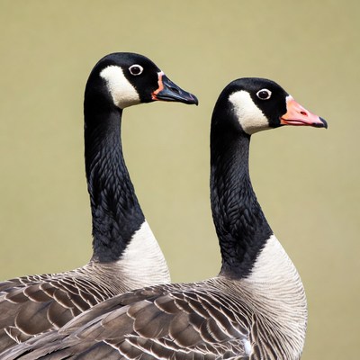 Two Canada Geese Facing Forward