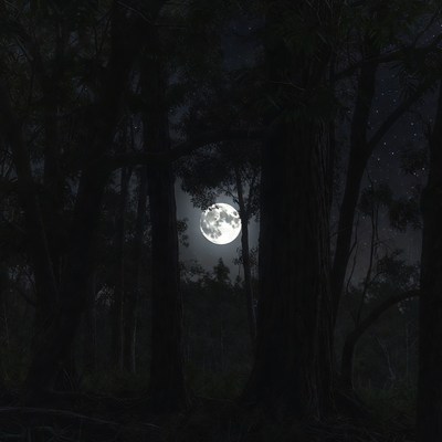 Full Moon Shining Through Dark Forest Trees