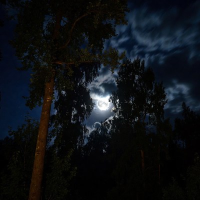 Full Moon Behind Dark Trees
