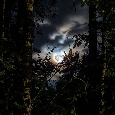 Full Moon Through Dark Forest Trees