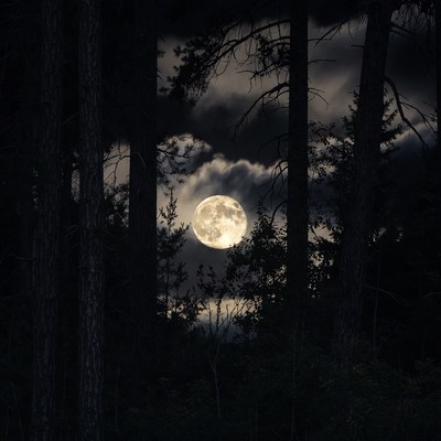 Full Moon Through Dark Pine Trees