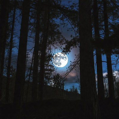 Full Moon Through Pine Trees