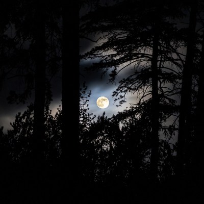 Full Moon Through Dark Pine Trees