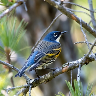 Black-throated Blue Warbler on branch
