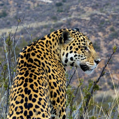 Jaguar standing in dry mountains