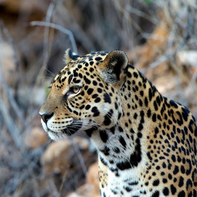 Jaguar in wild bush