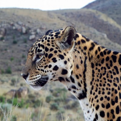 Jaguar standing in dry hills