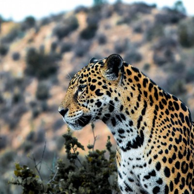 Jaguar standing in rocky hills