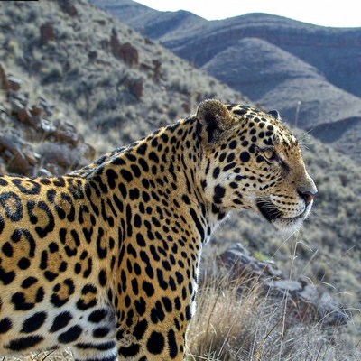 Jaguar standing in rocky mountains