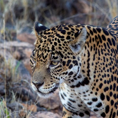 Jaguar stalking in tall grass