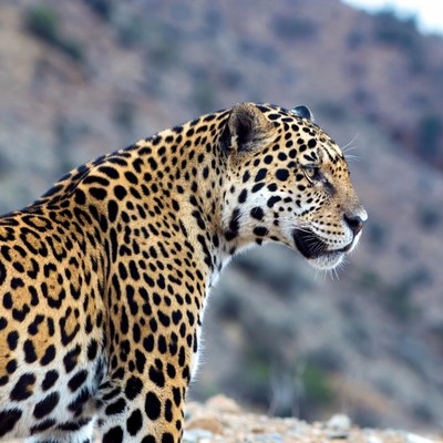 Jaguar standing on rocky mountain