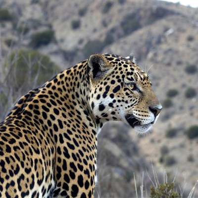 Jaguar standing in rocky mountains