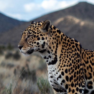 Jaguar in mountainous landscape