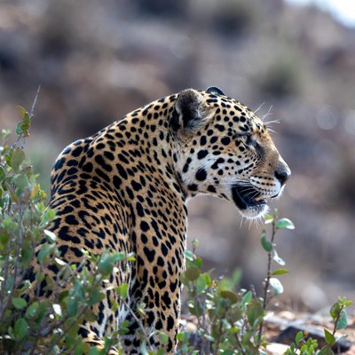 Jaguar in rocky bushes