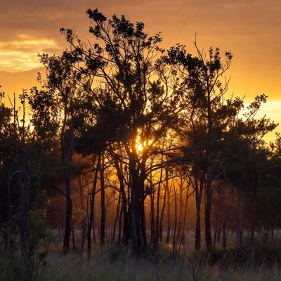 Sunset Behind Bare Trees