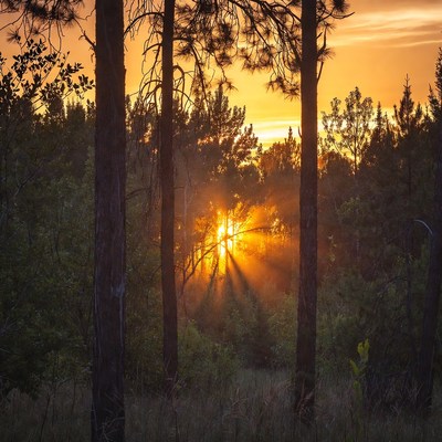 Sunset Sunbeams Through Pine Forest