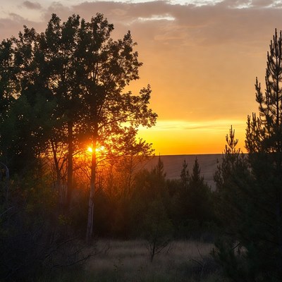 Sunset Behind Trees in Forest