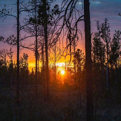 Sunset through pine trees