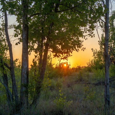 Sunset through green trees