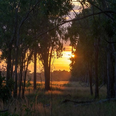 Sunset Through Forest Trees