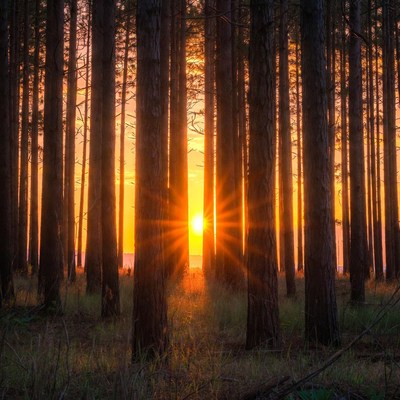 Sunset Sun Rays Through Pine Forest