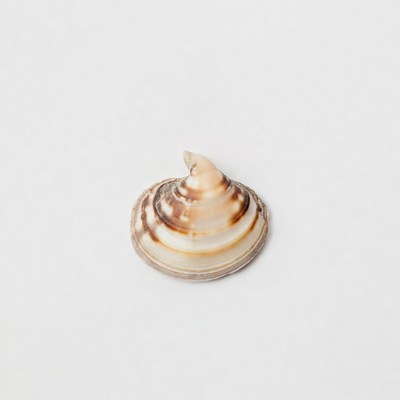 Spiral Seashell on White Background