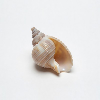 White seashell on isolated background