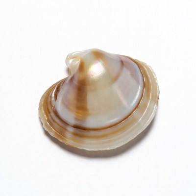 Iridescent Seashell on White Background